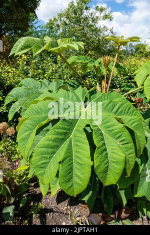 Tetrapanax papyrifer 'Rex', pianta cinese di carta da riso 'Rex'. Un albero cresciuto per esso è fogliame ornamentale enorme. Foto Stock