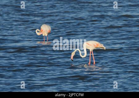 Fenicotteri rosa al tramonto a Hyeres, Francia Foto Stock