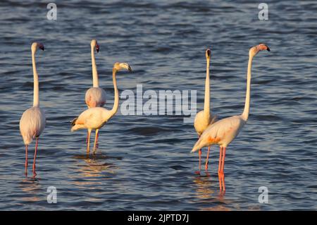 Fenicotteri rosa al tramonto a Hyeres, Francia Foto Stock