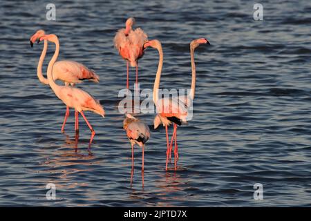 Fenicotteri rosa al tramonto a Hyeres, Francia Foto Stock