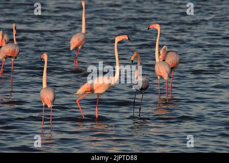 Fenicotteri rosa al tramonto a Hyeres, Francia Foto Stock