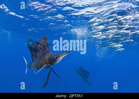 Pesci vela dell'Atlantico (Istiophorus albicans), caccia alle sarde (Sardina pilchardus), Isla Mujeres, Penisola dello Yucatan, Mar dei Caraibi, Messico Foto Stock