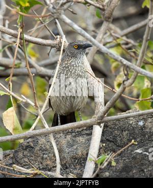 Come suggerisce il nome, il Babbler con la freccia e il caratteristico occhio arancione luminoso, è un uccello rumoroso e gigantoso. Volano in unità familiari Foto Stock