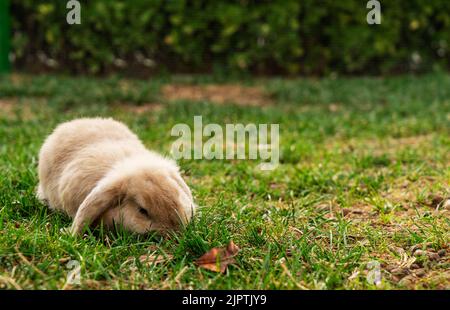 i conigli riproducono pecore che pascolano su un prato verde. Foto Stock