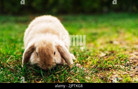 i conigli riproducono pecore che pascolano su un prato verde. Foto Stock