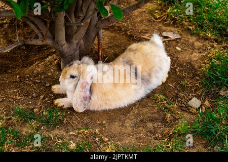 i conigli riproducono pecore che pascolano su un prato verde. Foto Stock