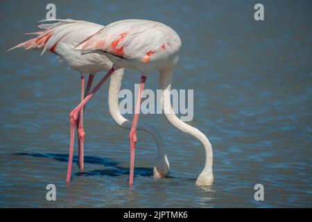 I gruppi di uccelli fenicotteri si avvicinano a nutrirsi in acqua con sfondo sfocato Foto Stock