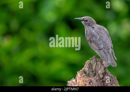 Giovane / giovane / giovane / giovane uccello stellare britannico arroccato su un palo di legno Foto Stock