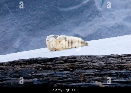 un orso polare si trova a tutta lunghezza sul suo lato sul ghiaccio e guarda fino a vedere ciò che sta accadendo a andreeneset su kvitoya svalbard Foto Stock