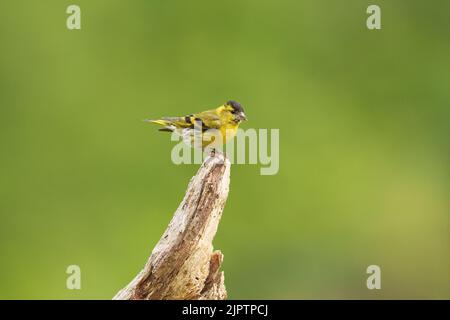 Siskin arroccato su vecchio ramo in mattina, estate, Galles del nord, regno unito, spinus spinus Foto Stock