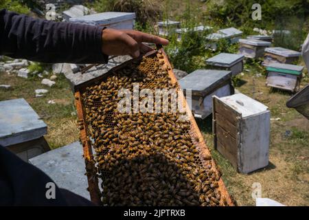 apicoltore che tiene un telaio a nido d'ape dell'alveare a mano per raccogliere miele e wax.swarms di api di miele sono visti raccogliendo sul telaio. Foto Stock