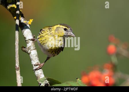 Siskin eurasiatico maschio (Spinus spinus) su un albero di Rowan, Yorkshire, Regno Unito Foto Stock