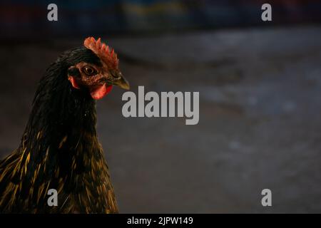 Immagine ravvicinata di un pollo di grandi dimensioni. Questi grandi galli possono essere visti nei villaggi e nelle colline del Bangladesh. Foto Stock