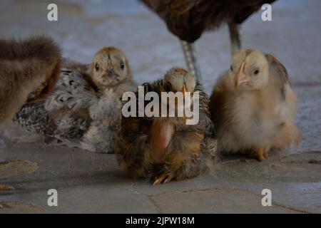 Cute Baby Chicken. I pulcini sono seduti ai piedi della madre. Questi pulcini si trovano nei villaggi e sulle colline del Bangladesh. Foto Stock