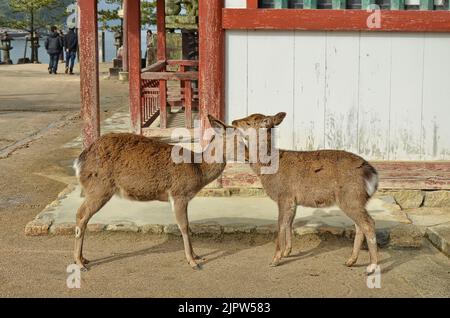 Il cervo sika (Cervus nippon) conosciuto anche come cervo giapponese. Isola di Itsukushima (Miyajima), prefettura di Hiroshima, Giappone. Foto Stock