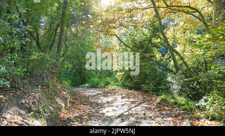 Hojas secas en el parque Natural de Collserola, Barcellona, Catalunya, España, Europa Foto Stock