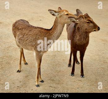 Il cervo sika (Cervus nippon) conosciuto anche come cervo giapponese. Isola di Itsukushima (Miyajima), prefettura di Hiroshima, Giappone. Foto Stock