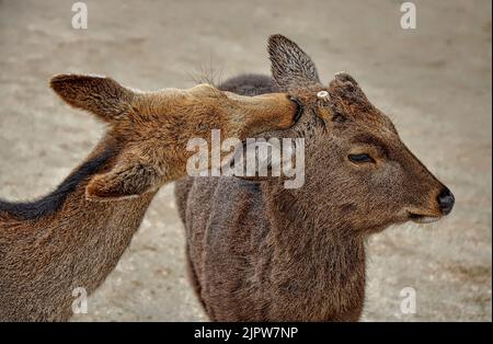 Il cervo sika (Cervus nippon) conosciuto anche come cervo giapponese. Isola di Itsukushima (Miyajima), prefettura di Hiroshima, Giappone. Foto Stock