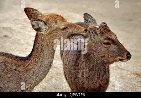 Il cervo sika (Cervus nippon) conosciuto anche come cervo giapponese. Isola di Itsukushima (Miyajima), prefettura di Hiroshima, Giappone. Foto Stock