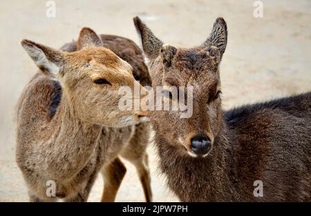 Il cervo sika (Cervus nippon) conosciuto anche come cervo giapponese. Isola di Itsukushima (Miyajima), prefettura di Hiroshima, Giappone. Foto Stock