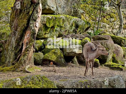 Il cervo sika (Cervus nippon) conosciuto anche come cervo giapponese. Isola di Itsukushima (Miyajima), prefettura di Hiroshima, Giappone. Foto Stock