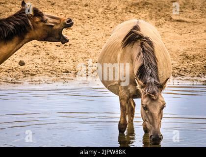 Merfelder Bruch, Westfalia, Germania. 20th ago, 2022. A mare rinfresca le gambe e sorseggia un sorso rinfrescante. Il branco di pony di Dülmen 300 si raffreddano mentre il caldo clima estivo continua. La razza antica in via di estinzione vive semi-ferale in un'area protetta di boschi e praterie nella Riserva Naturale di Merfelder Bruch, nei pressi di Dülmen, Westfalia, in clan di famiglia con pochissime interferenze umane, a parte la fornitura occasionale di fieno e acqua. Credit: Imageplotter/Alamy Live News Foto Stock