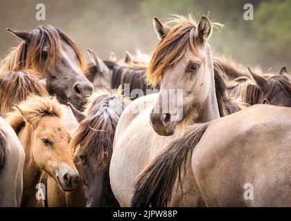 Merfelder Bruch, Westfalia, Germania. 20th ago, 2022. Il branco di pony di Dülmen 300 si raffreddano nella polvere mentre il caldo clima estivo continua. La razza antica in via di estinzione vive semi-ferale in un'area protetta di boschi e praterie nella Riserva Naturale di Merfelder Bruch, nei pressi di Dülmen, Westfalia, in clan di famiglia con pochissime interferenze umane, a parte la fornitura occasionale di fieno e acqua. Credit: Imageplotter/Alamy Live News Foto Stock