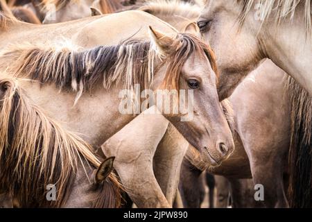 Merfelder Bruch, Westfalia, Germania. 20th ago, 2022. Il branco di pony di Dülmen 300 si raffreddano nella polvere mentre il caldo clima estivo continua. La razza antica in via di estinzione vive semi-ferale in un'area protetta di boschi e praterie nella Riserva Naturale di Merfelder Bruch, nei pressi di Dülmen, Westfalia, in clan di famiglia con pochissime interferenze umane, a parte la fornitura occasionale di fieno e acqua. Credit: Imageplotter/Alamy Live News Foto Stock