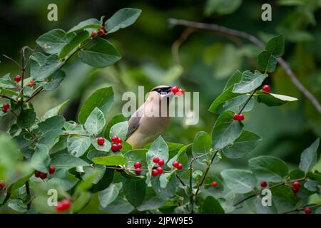 cedar waxwing uccello con bacche rosse nel suo becco su un cespuglio Foto Stock