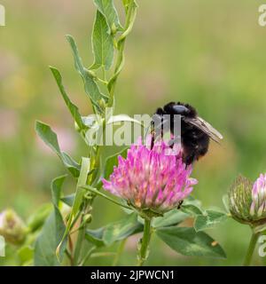 Primo piano di un bumblebee su un fiore di trifoglio in natura su uno sfondo sfocato. Vista dall'alto. Messa a fuoco selettiva. Foto Stock