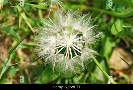 Piccoli angeli o dandelioni in un giardino a Barcellona, Catalunya, Spagna, Europa Foto Stock