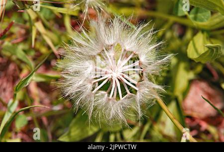 Piccoli angeli o dandelioni in un giardino a Barcellona, Catalunya, Spagna, Europa Foto Stock