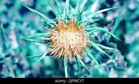 Fiore di cactus essiccato in un campo a El Garraf, Barcellona, Catalunya, Spagna, Europa Foto Stock