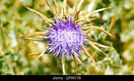 Fiore di cactus essiccato in un campo a El Garraf, Barcellona, Catalunya, Spagna, Europa Foto Stock