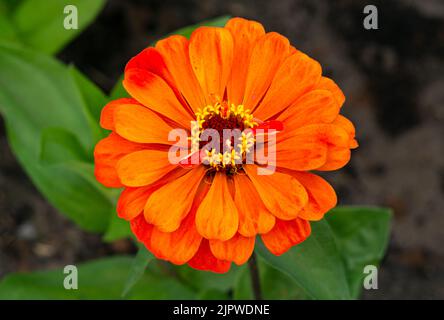 Fiore di zinnia arancione fiorente su sfondo verde in una foto estiva durante il periodo estivo. Foto Stock