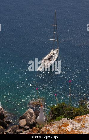 L'urlo del gabbiano di aringa nel suo ambiente naturale delle Isole Tremiti, Mare Adriatico, Puglia, Italia Foto Stock