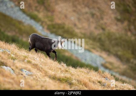 Camoscio Tatra che va su erba secca sul lato della montagna in autunno Foto Stock
