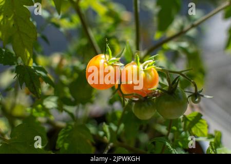 Piccoli pomodori cocktail sul cespuglio. Foto Stock