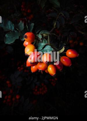 Bacche di rosticia su un cespuglio su sfondo nero, lavorazione artistica, fuoco selettivo Foto Stock