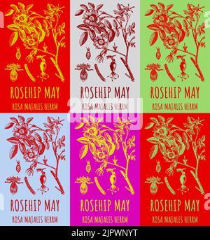 Insieme di disegni vettoriali di una rosa selvatica, ROSEHIP PUÒ in vari colori. Illustrazione disegnata a mano. Nome latino ROSA MAJALIS HERRM. Illustrazione Vettoriale