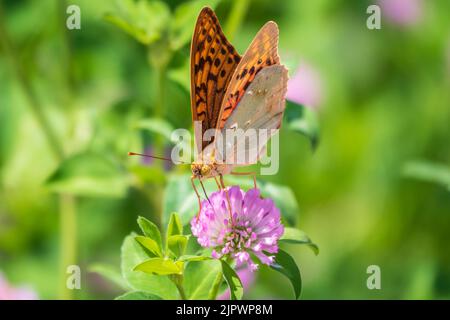 Il verde scuro fritillary farfalla raccoglie nettare su fiore. La Speyeria aglaja, precedentemente conosciuta come Argynnis aglaja, è una specie di farfalla della f Foto Stock