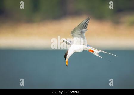 Tern comune (Sterna hirundo) in volo e guardando verso l'acqua come caccia di pesce. Lago Eagle - Contea di Lassen, California, Stati Uniti. Foto Stock