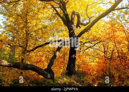 Bella quercia distesa nella foresta di caduta con foglie gialle e arancioni Foto Stock