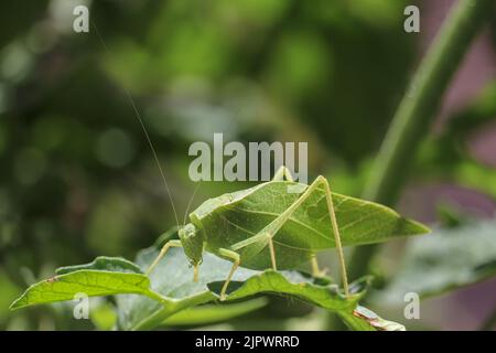 Ampia ala katydid o Microcentrum rhombifolium che riposa su una foglia in un giardino a Payson, Arizona. Foto Stock