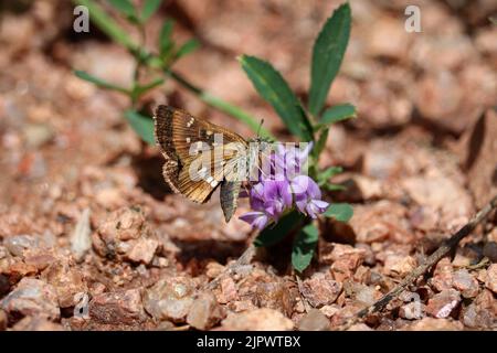 Quattro pipperini macchiati o piruna polingii che si nutrono di piccoli fiori di piselli al vivaio di pesci Tonto a Payson, Arizona. Foto Stock