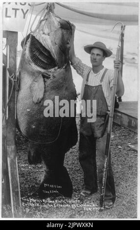 Il mondo di record black sea bass catturato da Giovanni I. Perkins, Isola Catalina, 3 Luglio 1905 Foto Stock