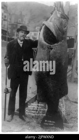 Il mondo di record black sea bass catturati con asta di legno hickory da L.G. Murphy a Isola Catalina, 16 luglio 1905. Wt. 436 lbs. Foto Stock