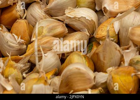 spicchi e bulbi d'aglio appena raccolti in mostra all'annuale festival dell'allevamento di aglio dell'isola di wight, aglio fresco in mostra presso una bancarella di fruttivendolo Foto Stock