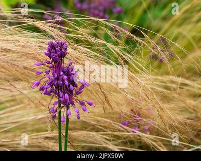 Testa di fiore lilla dell'aglio sgusciato, Allium carinatum ssp. Pulchellum, in contrasto con l'erba di piuma di fine estate, Stipa tenuissima Foto Stock