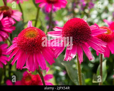 Fiori rosa brillante del duro perenne coneflower, Echinacea "Delicious Candy" Foto Stock